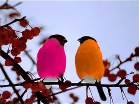 Видео: ЛОВЛЯ ЩЕГЛА ,СИНИЦЫ, СНЕГИРЯ,ЧЕЧЁТКИ И ДРУГИЕ ПТИЦЫ