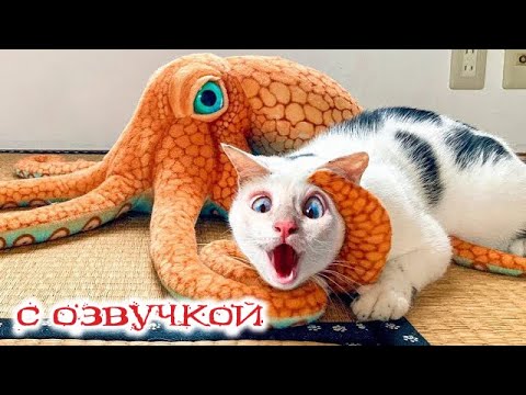 Видео: Приколы с котами! СМЕШНЫЕ КОТЫ 2024! С озвучкой! Самые смешные животные!