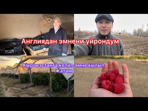 Видео: Полка сортун тиктим