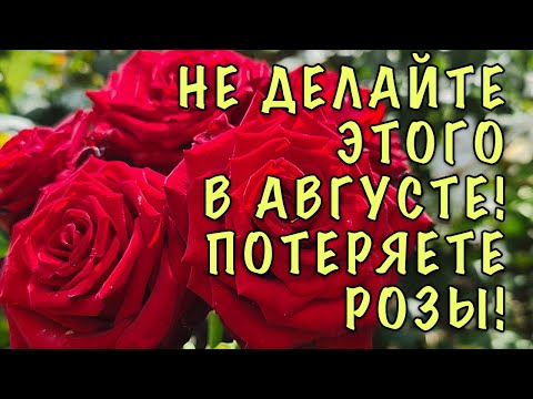 Видео: Розы ЗАБОЛЕЮТ и ПЛОХО перезимуют! НЕ ДЕЛАЙТЕ ЭТО в АВГУСТЕ! ВРЕДНЫЕ советы и ОШИБКИ в уходе