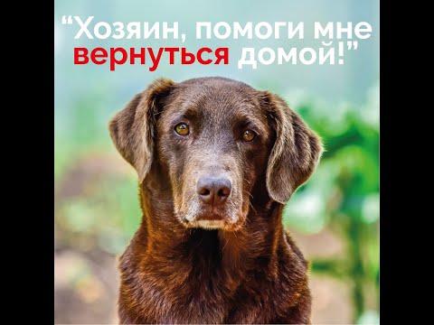 Видео: Регистрация собак в Московской области. Сняли сюжет из госветклиники