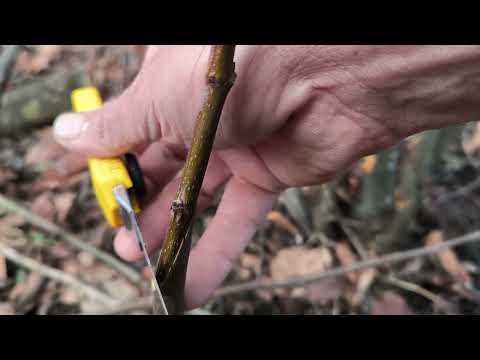Видео: Ашладисване, Присаждане по метода предобрена копулация с елемента под кора. За Март и Април.
