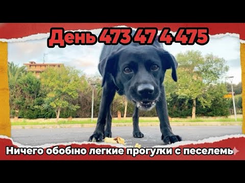 Видео: День 473 474 475 в Испании | Ничего особого, легкие прогулки с Песилем 
