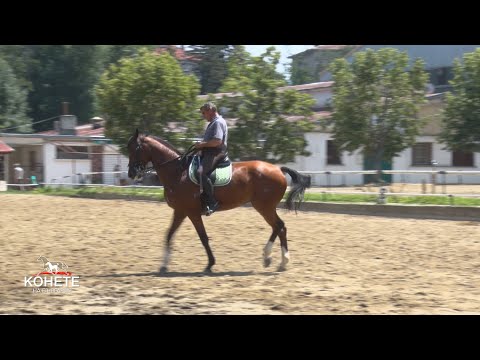 Видео: Тренировка по обездка със състезателя и треньор Димитър Стоянов.