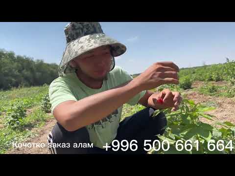 Видео: Малина бизнеси сизге ылайыктуубу же такыр туура келбейби!?