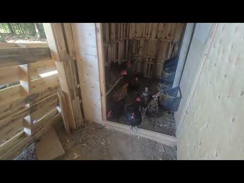 Видео: Курица умная , но считать не умеет .... The chicken is smart, but it can't count....