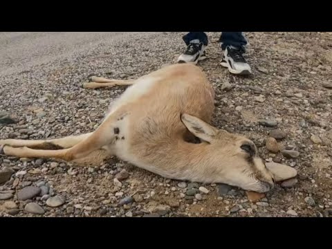 Видео: Он оказался в ловушке и потерял надежду — незнакомец остановил его путешествие, чтобы спасти его