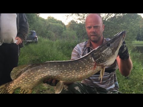 Видео: ТРОФЕЙНАЯ ЩУКА НА СВИМБЕЙТ! ЛОВЛЯ ОЗЁРНОЙ ЩУКИ КРУПНЫЙ СИЛИКОН!