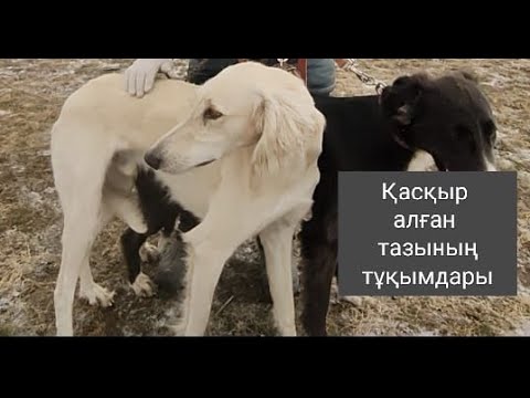 Видео: ҚАСҚЫР АЛҒАН ТАЗЫНЫҢ ТҰҚЫМДАРЫ