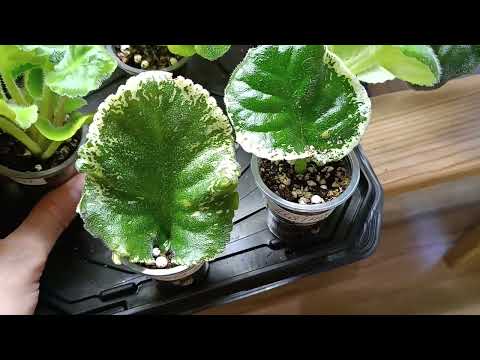 Видео: Фиалки: обзор+новинки+излишки