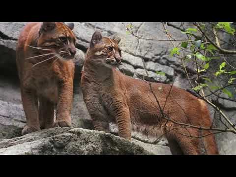 Видео: Крокодил схватил девочку и потащил в воду, никто и представить не мог, что на помощь придет кошка