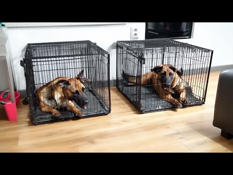 Видео: Причины по которым ваши собаки не любят клетки или вольеры и как к ним приучить