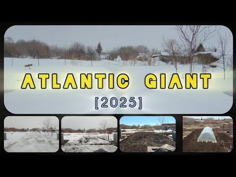 Видео: 🥱 0. В ожидании сезона. Атлантический Гигант [Atlantic Giant] Сезон 2025 г.