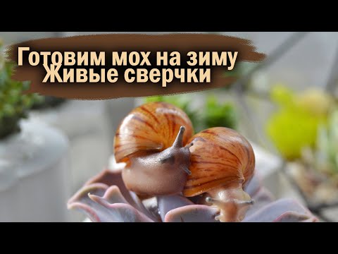 Видео: УБОРКА У УЛИТОК | МОХ | ЖИВЫЕ СВЕРЧКИ