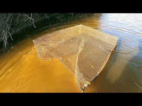 Видео: Рыбалка на Мордушки Катиски осенью в обмелевшей Сибиркой реке. Эти снасти умеют удивлять уловом.