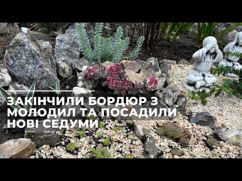 Видео: Закінчили бордюр з молодил та посадили седуми. Нарешті прийшли дощі