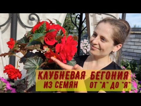 Видео: КЛУБНЕВАЯ БЕГОНИЯ ИЗ СЕМЯН ОТ А ДО Я