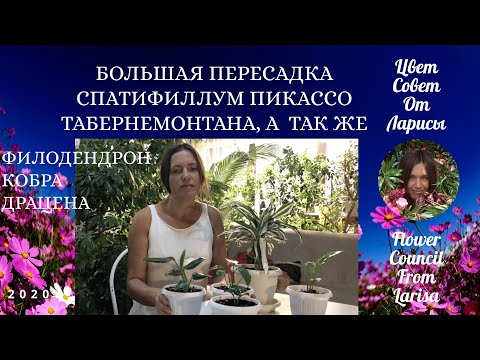 Видео: БОЛЬШАЯ ПЕРЕСАДКА СПАТИФИЛЛУМ ПИКАССО ТАБЕРНЕМОНТАНА И ДРУГИЕ 4К