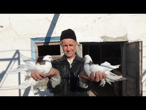 Видео: Бойные Владимира 17.11.2024 г.  1 часть.