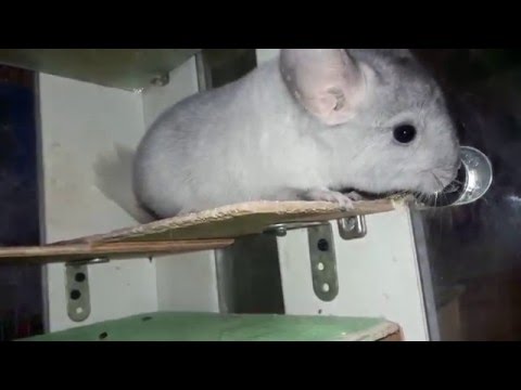 Видео: Как Предотвратить Проблемы с Зубами у Шиншилл, Крючки,-How to Prevent dental Problems in Chinchillas