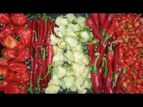 Видео: 🔥🔥🔥 Соус из 5 сортов ОСТРОГО ПЕРЦА🌶️🌶️🌶️#чили