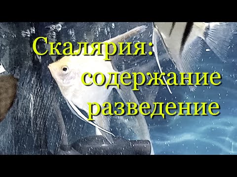 Видео: Скалярия: содержание, разведение, половые отличия (различия).