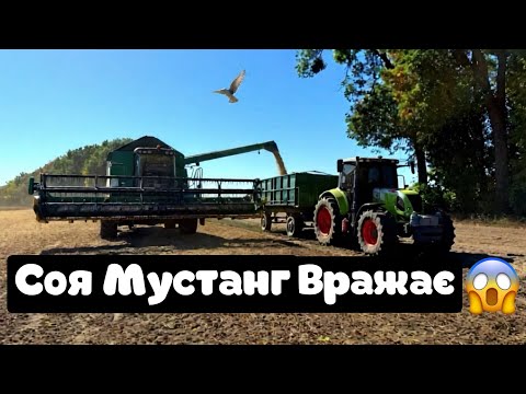 Видео: Другий рік вона нас підійма з колін💪Соя мустанг сипе👍ПРЯМІ ПОСІВИ-це майбутнє☝️