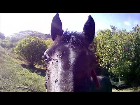 Видео: Заброшки & лошадки. 🏚️🐎🐴