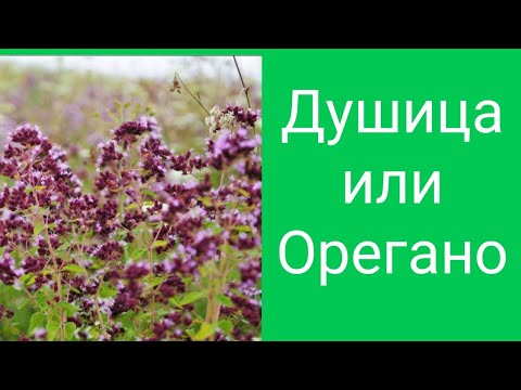 Видео: Душица или орегано.