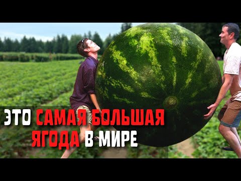 Видео: Топ 10 Самых Больших Ягод в Мире | Самый Большой Арбуз в Мире