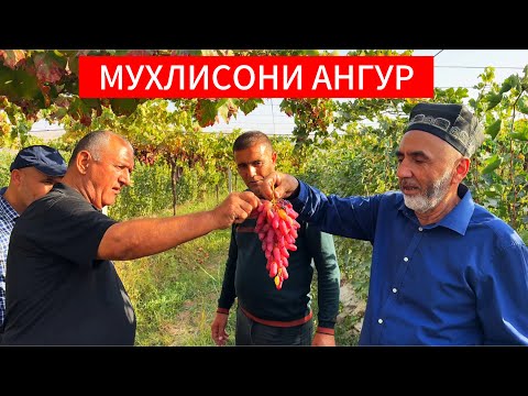Видео: Мехмоно аз Хатлон ба Регар омадан