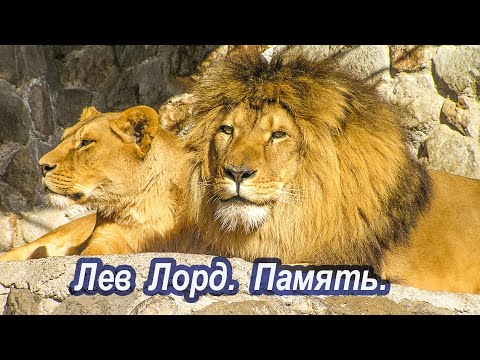 Видео: Легенды Тайгана. Лев Лорд.