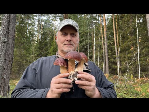 Видео: ЗМЕЙ ГОРЫНЫЧ НА КРАЮ ЗЕМЛИ ! ГРИБ ВЫРОС НА ГРИБЕ ! ЛУЧШАЯ ТИХАЯ ОХОТА В СЕЗОНЕ ! Грибы 2022 !