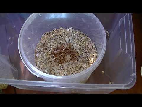 Видео: Мучной червь. Разведение мучного червя.