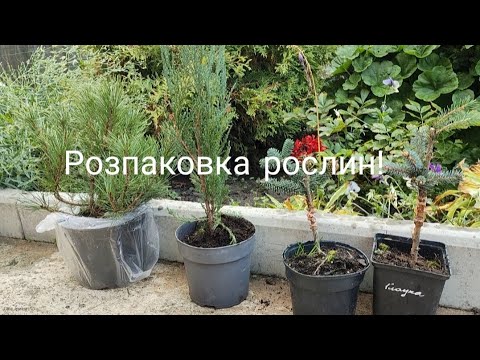 Видео: Розпаковка рослин "Наші сади"