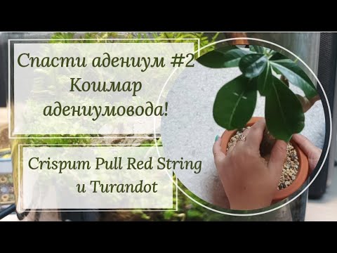 Видео: Спасти адениум часть 2. Кошмар адениумовода! 😰 Срочная пересадка Crispum Pull Red String и Turandot