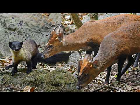 Видео: Куница — Маленький МОНСТР, который не щадит даже ОЛЕНЕЙ!