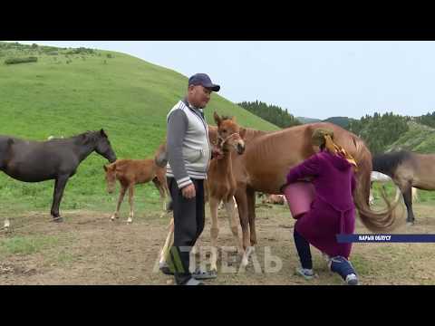 Видео: Кымыз кантип жасалат? \\ 13.07.2018 \\ Апрель ТВ