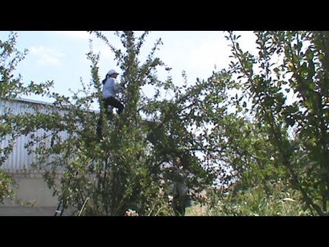 Видео: Акционеры народного предприятия заявляют о рейдерском захвате сада (КБР)