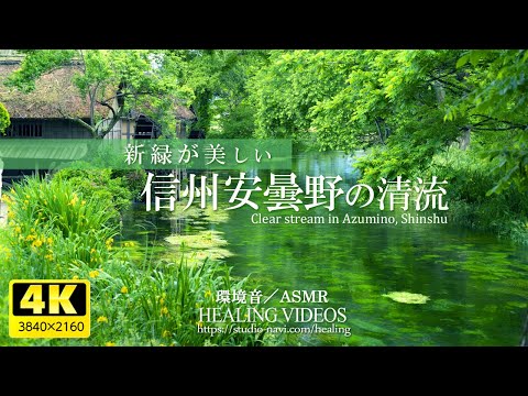 Видео: [Звуки окружающей среды / ASMR] Чистый поток свежей зелени Shinshu Azumino / 4 часа (исцеление)