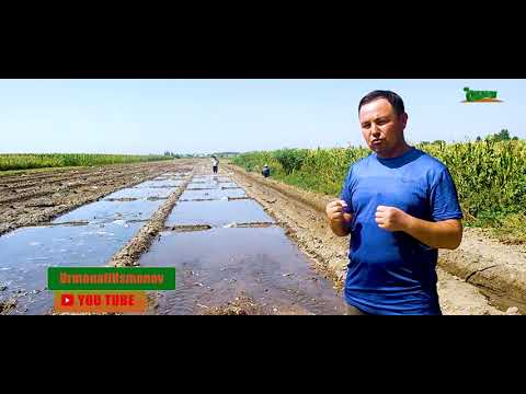 Видео: ПИЁЗ КЎЧАТларини тайёрлаш жараёнлари