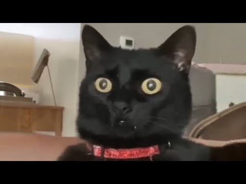 Видео: Сердечник кошки