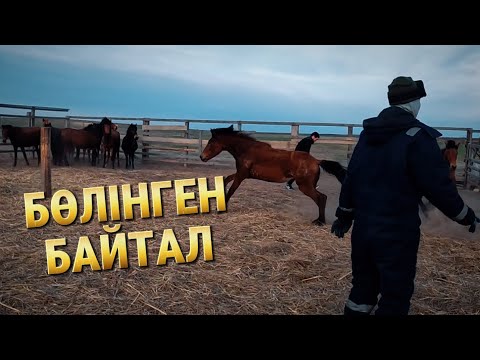 Видео: Жылқышының шаруасы бітеме / Тайларға таңба басып / Бөлінген байталды ұстап / Еркек тайды тұсадық.