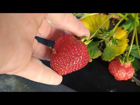 Видео: Клубника Дарселект, Азия, Максим, Джоли на 5 июня 2020 г. Часть 1.