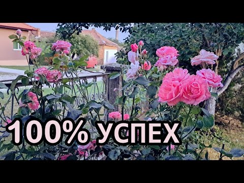 Видео: Лесен метод за гарантирано възобновяване на летния цъфтеж при розите