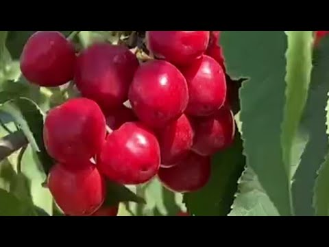 Видео: СЕРХОСИЛ ГИЛОС НАВЛАРИ. 93.3549009