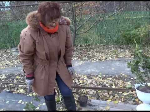 Видео: Зеленый сад фильм № 267 "Роза. Корневой сельдерей" от 03.11.18г. Хабаровск (zeleniisad.ru)