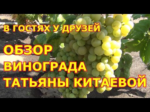 Видео: Виноград Татьяны Китаевой.  В гостях у друзей в Воронеже