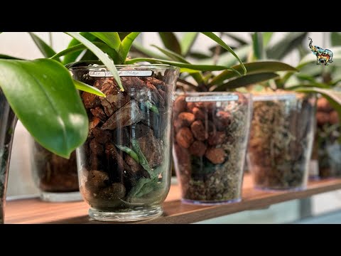 Видео: Пересадка орхидеи Rosetta non lip и Cadillac 🦋 , 🙊🤔 #phal #orchid #growingorchids #уходзаорхидеями