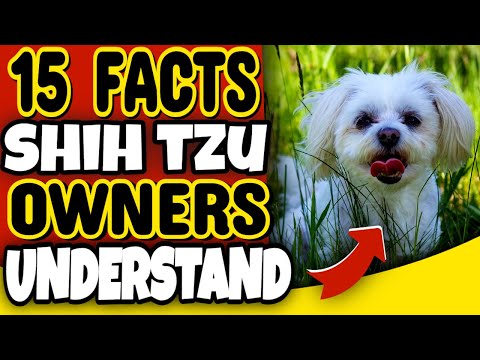 Видео: 15 фактов, которые поймет только владелец ши-тцу